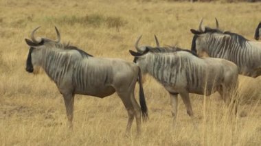 Vahşi Antilop Gnu Otlağı, Amboseli Ulusal Parkı, Kenya