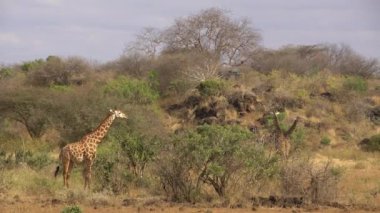 Zürafalar (Giraffa Camelopardalis), Tsavo Batı Ulusal Parkı, Kenya