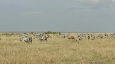 Ovalar Zebra (Equus Burchelli) Otlaklar Ülkesi, Masai Mara Oyun Rezervi, Kenya