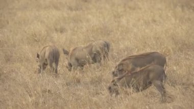 Yaban domuzu (Phacochoerus Africanus) Besleme, Amboseli Ulusal Parkı, Kenya