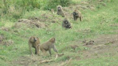 Olive Baboon (Papio Anubis), Nakuru Gölü Ulusal Parkı, Kenya