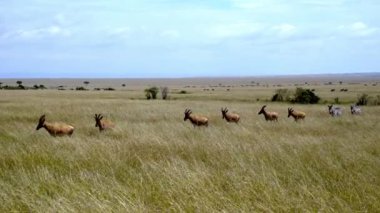 Sahil Topi - Damaliscus Lunatus ve Plains Zebra, Masai Mara Oyun Rezervi, Kenya