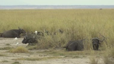 Afrika 'da, Amboseli Ulusal Parkı' nda, Kenya 'da Buffalo Boğaları Bakıyor