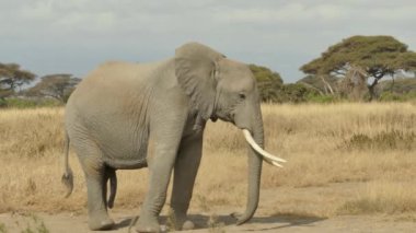 Afrika Fili - Loxodonta Africana Yalnız Fil Amboseli Ulusal Parkı, Kenya