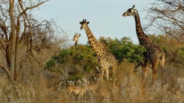 Zürafalar (Giraffa Camelopardalis), Tsavo Batı Ulusal Parkı, Kenya