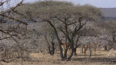 Daha Büyük Kudu (Tragelaphus Strepsiceros) Polokwane dilinde