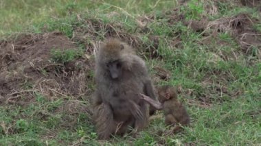 Olive Baboon - Kenya Nakuru Gölü Milli Parkı 'nda Papio Anubis