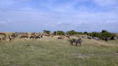 Sahil Topi - Damaliscus Lunatus ve Plains Zebra, Masai Mara Oyun Rezervi, Kenya