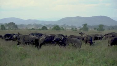 Afrika Bizonu, Syncerus Caffer, Nakuru Gölü 'ndeki Herd Standing, Kenya Ulusal Parkı