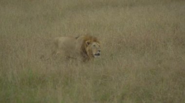 Afrika Safari - Aslan (Panthera Leo), Masai Mara Oyun Rezervi, Kenya