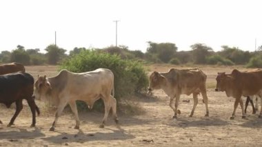 Zebu İnekleri, resmi kapatın