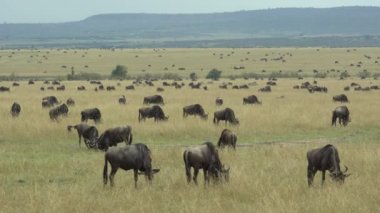 Mavi Antilop (Connochaetes Taurinus) Ovalarda Otlanan Göç