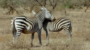 Zebra Ovası, Tsavo Batı Ulusal Parkı, Kenya