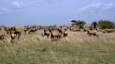 Sahil Topi - Damaliscus Lunatus ve Plains Zebra, Masai Mara Oyun Rezervi, Kenya