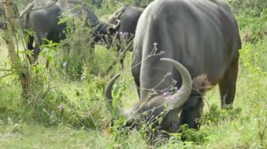 Afrika Bizonu veya Bufalo Burnu (Syncerus Caffer). Kenya Nakuru Gölü Milli Parkı