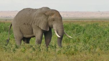 Afrika Fili - Loxodonta Africana Yalnız Fil Amboseli Ulusal Parkı, Kenya