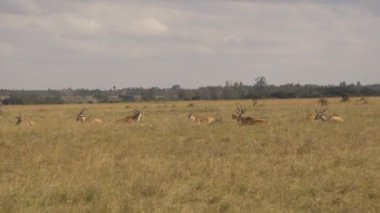 Eland Antilop - Taurotragus Oryx, Nairobi Ulusal Parkı, Kenya