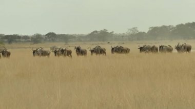 Mavi bir antilop sürüsü (Connochaetes Taurinus) yürüyor, Amboseli Ulusal Parkı, Kenya