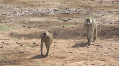Olive Baboon (Papio Anubis), Nakuru Gölü Ulusal Parkı, Kenya
