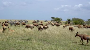 Ovalar Zebra (Equus Burchelli) Otlaklar Ülkesi, Masai Mara Oyun Rezervi, Kenya