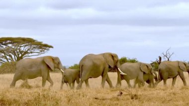 Afrika Fili (Loxodonta Africana) Amboseli Ulusal Parkı, Otlaklarda Aile