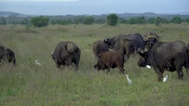 Cape Buffalo (Syncerus Caffer) Otlatma, Nakuru Gölü Ulusal Parkı, Kenya