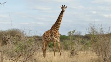 Afrika Vahşi Hayatı - Zürafa (Zürafa Camelopardalis), Tsavo Batı Ulusal Parkı, Kenya