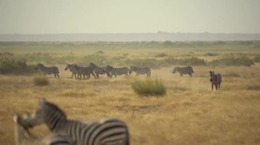 Plains Zebra, Safari, Amboseli Ulusal Parkı, Kenya
