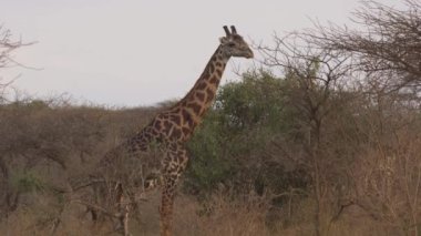 Zürafa Kenya 'daki Tsavo Batı Ulusal Parkı' nda yemek yiyor.