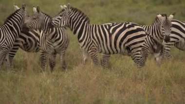 Ovalar Zebra (Equus Burchelli) Otlaklar Ülkesi, Nairobi Ulusal Parkı, Kenya