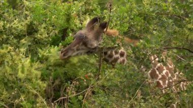 Zürafa, Kenya Nairobi Ulusal Parkı 'nda Yemek Yiyor