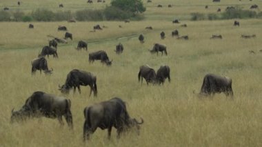 Mavi Antilop (Connochaetes Taurinus) Ovalarda Otlanan Göç, Masai Mara Oyun Rezervi, Kenya