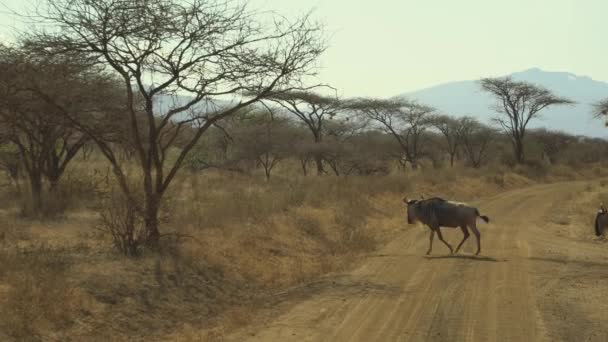 Blue Wildebeest Connochaetes Taurinus Herd Walking — 비디오