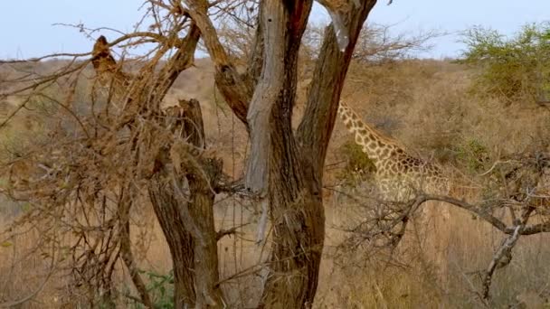 African Wildlife Giraffe Giraffa Camelopardalis Tsavo West National Park Kenya — 图库视频影像