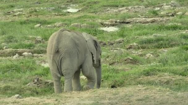 Africký Slon Loxodonta Africana Jídlo Národní Park Amboseli Keňa — Stock video