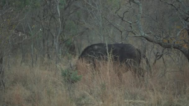 Africký Buvolí Nebo Mys Buvolí Syncerus Caffer — Stock video