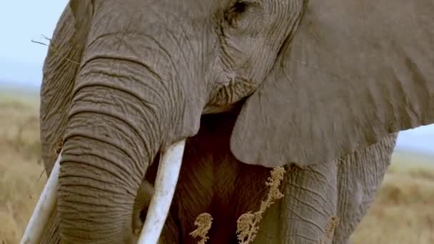 Africký Slon Loxodonta Africana Amboseli Keňa Zblízka — Stock video
