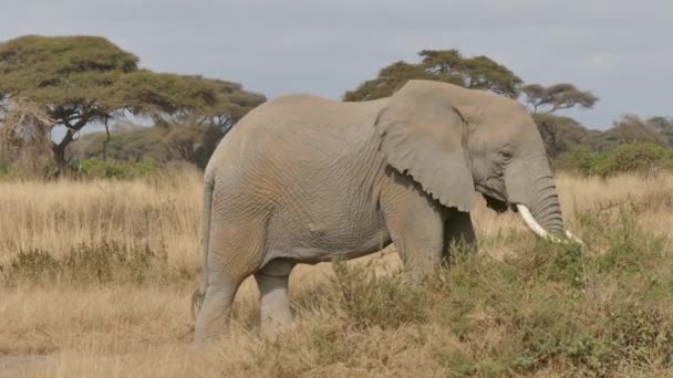 Elefante Africano Loxodonta Elefante Solitario Africano Caminando Parque Nacional Amboseli — Vídeo de stock