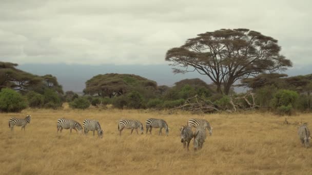 Plains Zebras Safari Amboseli Nationalpark Kenia — Stockvideo