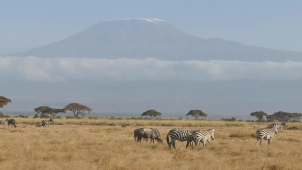 Cebras Llanuras Equus Burchelli Paseando Por Pastizales Parque Nacional Amboseli — Vídeo de stock