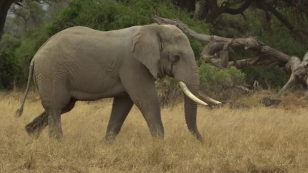 Africký Slon Loxodonta Africana Osamělý Slon Procházky Národním Parku Amboseli — Stock video