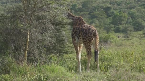 Giraff Äter Sjön Nakuru National Park Kenya — Stockvideo