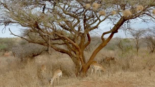 Grupo Impalas Aepyceros Melampus Caminhando Campos Parque Nacional Tsavo West — Vídeo de Stock