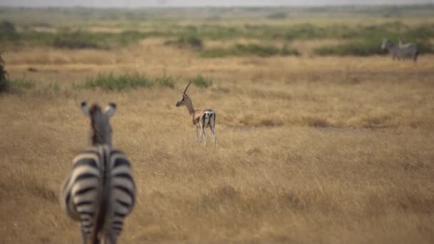 Impala Aepyceros Melampus Plains Zebra Amboseli Ulusal Parkı Kenya — Stok video
