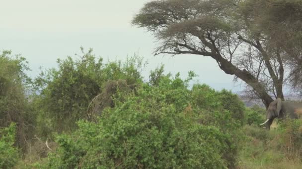 Słoń Afrykański Loxodonta Africana Słuchanie Byków — Wideo stockowe