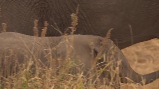 Africký Slon Loxodonta Africana Žena Svým Mládětem Tele Laktující — Stock video