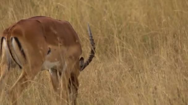 Impala Aepyceros Melampus饮食公司 肯尼亚内罗毕国家公园 — 图库视频影像