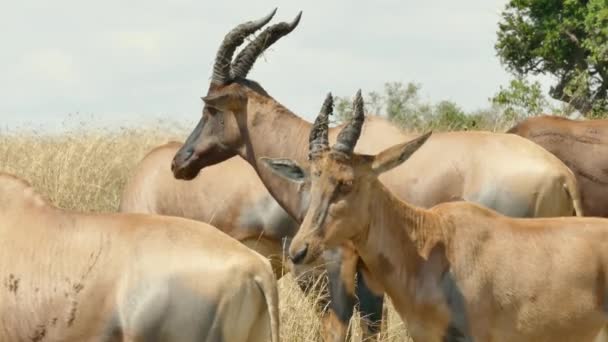 Antylop Topi Damaliscus Lunatus Rezerwacie Gier Masai Mara Kenia — Wideo stockowe