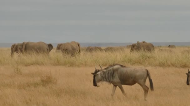 Blue Wildebeest Connochaetes Inrinus Herd Walking Национальный Парк Амбосели Кения — стоковое видео