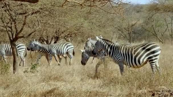 Plains Zebras Safari Tsavo West National Park Kenya — Stock Video